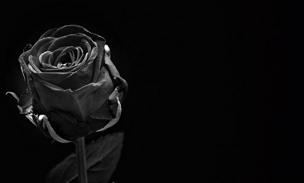La rosa negra: significado de una flor muy misteriosa